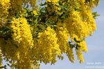 Laburnum Anagyroides